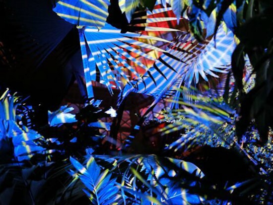 Conservatory of Flowers to debut new 'Night Bloom' program this winter
