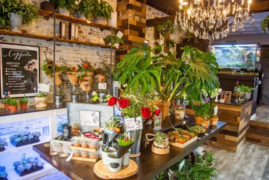 New shop ILLExotics sells tropical plants and animals in East Passyunk