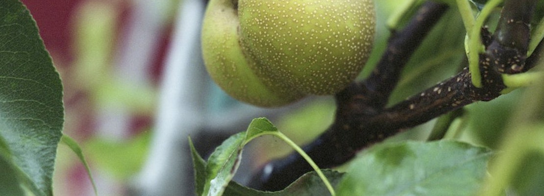 Guerrilla Grafters Quietly Grow Fruit On City Trees Using RFID Tags, Arduinos