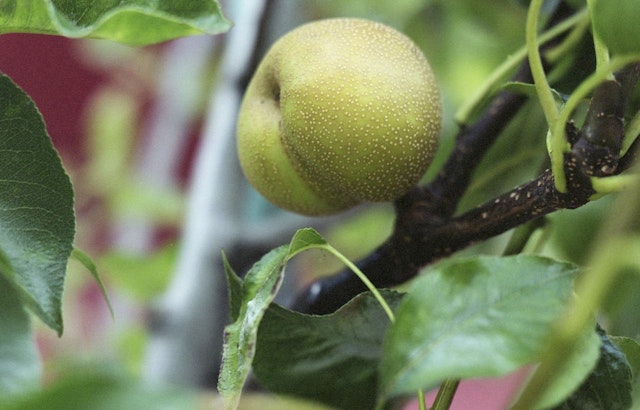 Guerrilla Grafters Quietly Grow Fruit On City Trees Using RFID Tags, Arduinos