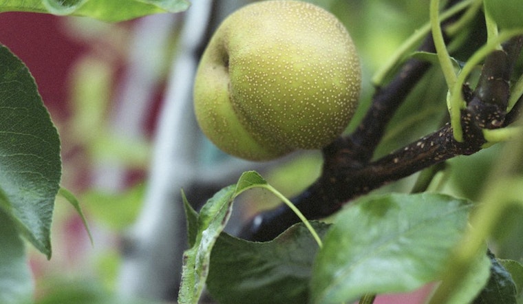 Guerrilla Grafters Quietly Grow Fruit On City Trees Using RFID Tags, Arduinos