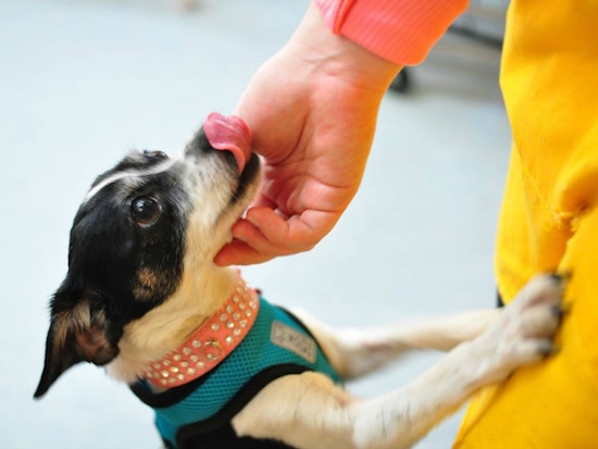 Tonight: Fundraiser For Aging Pooches At The Page