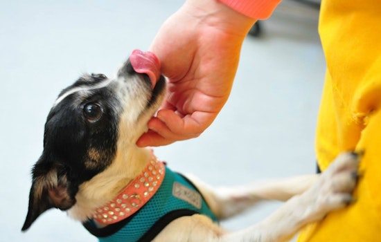 Tonight: Fundraiser For Aging Pooches At The Page