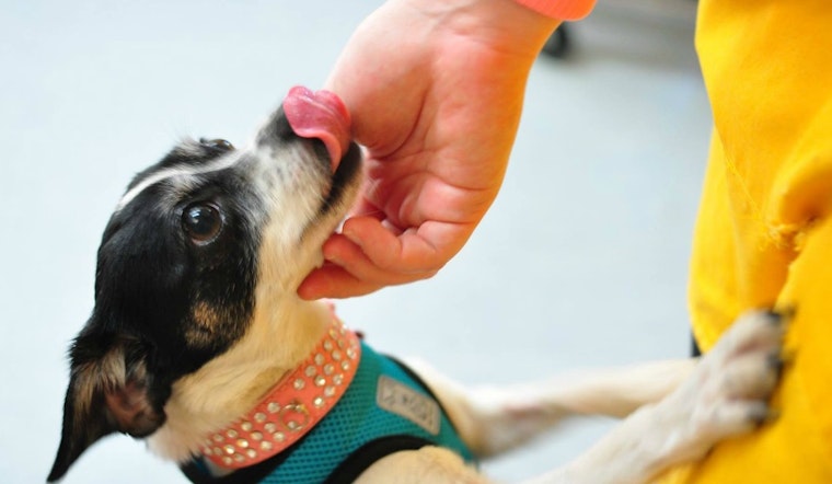 Tonight: Fundraiser For Aging Pooches At The Page