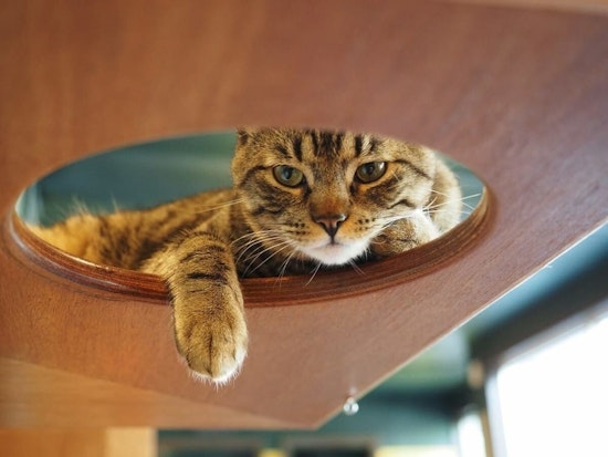 Purrfectly quirky: America's 25 favorite themed cafes