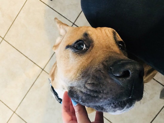 These dog breeds are less likely to get adopted. Here's how you can help