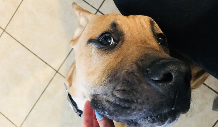 These dog breeds are less likely to get adopted. Here's how you can help