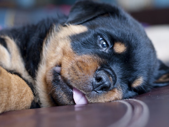 Which dog breeds are most popular, state-by-state?