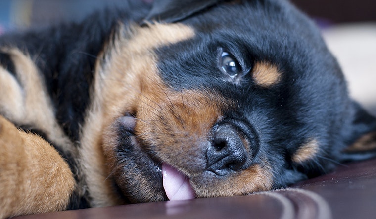 Which dog breeds are most popular, state-by-state?