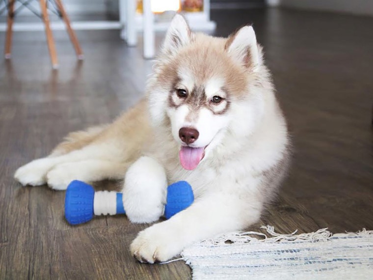 7 canine-focused crowdfunding products that will have your dog drooling