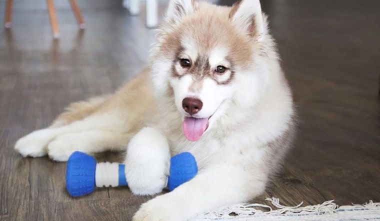 7 canine-focused crowdfunding products that will have your dog drooling