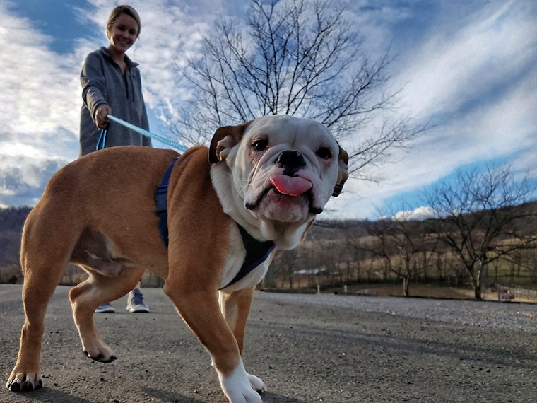 New leash on life: Put pups on the right path with training classes, play groups and more