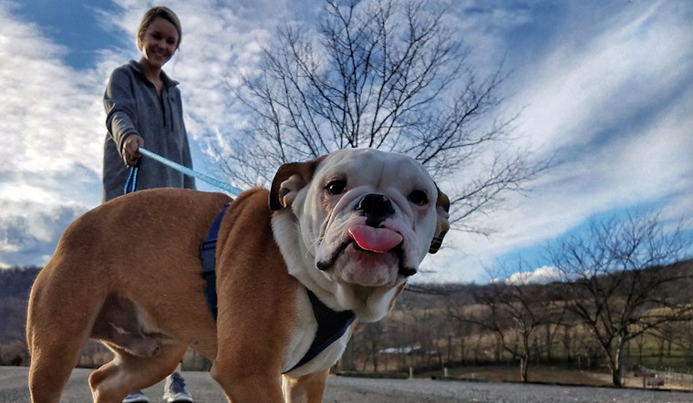New leash on life: Put pups on the right path with training classes, play groups and more