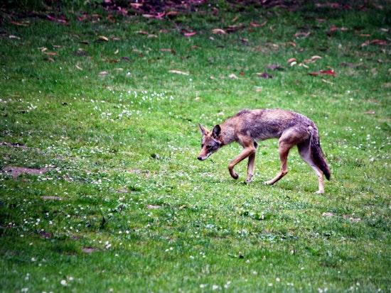 Multiple Coyote Sightings Reported Around The Haight