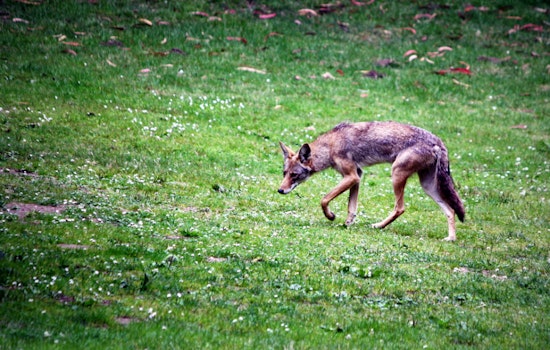 Multiple Coyote Sightings Reported Around The Haight