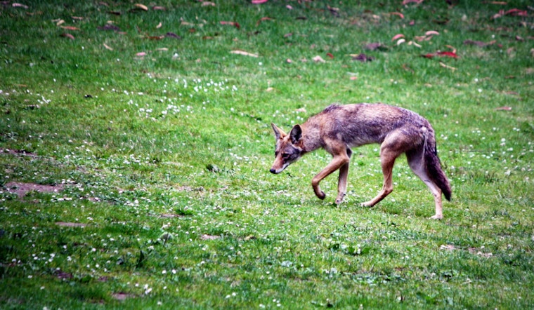 Multiple Coyote Sightings Reported Around The Haight