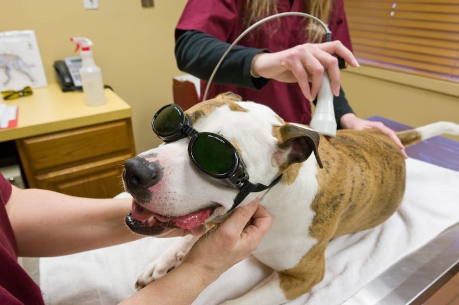 Lasers, acupuncture and more 4 holistic ways to keep your pet in