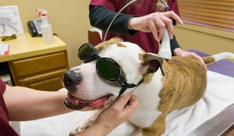 Lasers, acupuncture and more: 4 holistic ways to keep your pet in tip-top shape