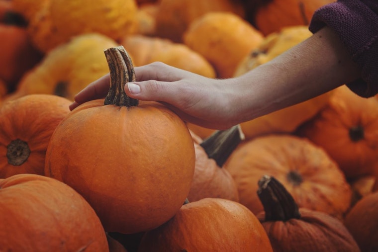 11 pumpkin recipes to keep you cozy all winter long