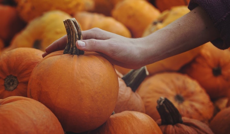 11 pumpkin recipes to keep you cozy all winter long