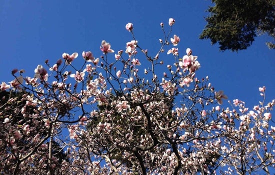 Inner Sunset Week: Crime Recap, Magnolias By Moonlight, El Niño Board Game-A-Thon, More