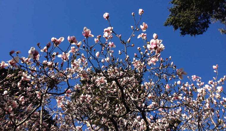 Inner Sunset Week: Crime Recap, Magnolias By Moonlight, El Niño Board Game-A-Thon, More