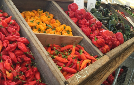 New North Beach Farmers Market Set To Bloom This Spring