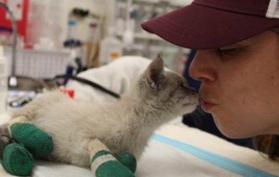 SF agencies mobilize to save animals injured or lost in Camp Fire — here's how you can help