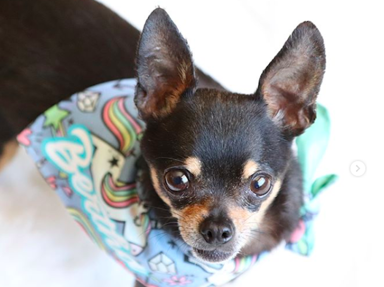 6 Insta-famous pets you should follow now