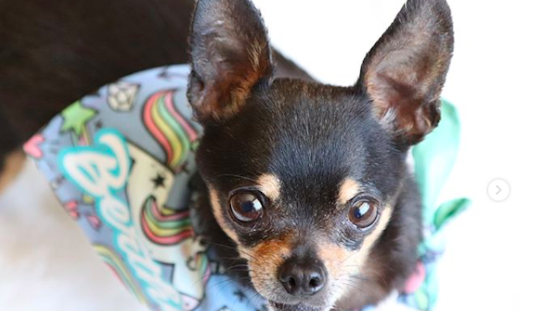 6 Insta-famous pets you should follow now