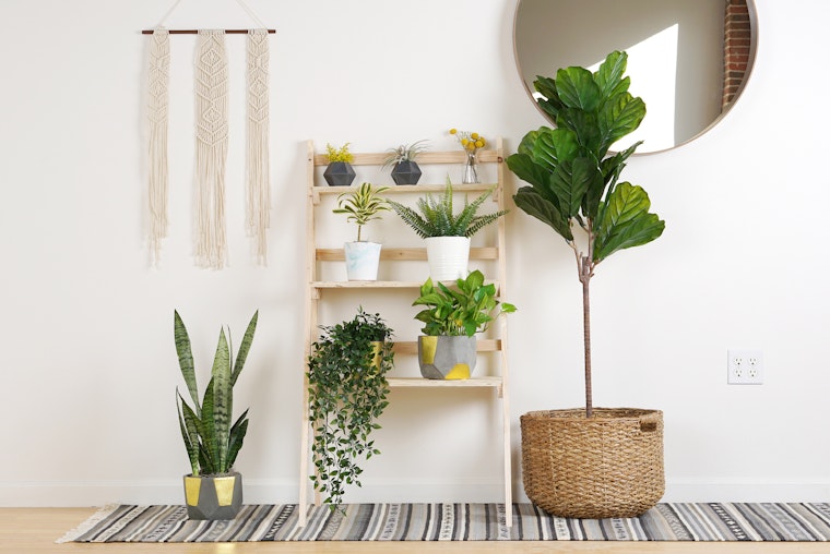 The trendiest indoor plants right now—and how not to kill them