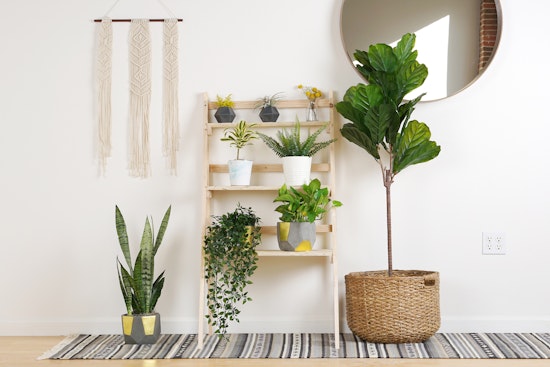 The trendiest indoor plants right now—and how not to kill them
