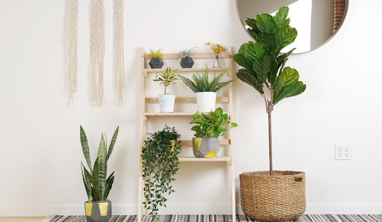 The trendiest indoor plants right now—and how not to kill them