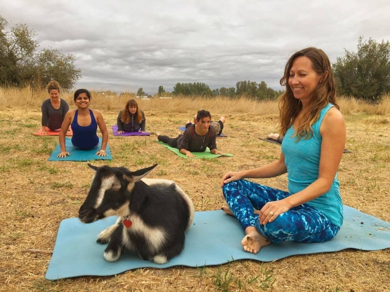 Stretch it out with goats, ropes and more: 6 yoga trends to try now