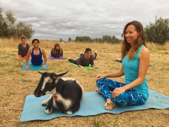 Stretch it out with goats, ropes and more: 6 yoga trends to try now