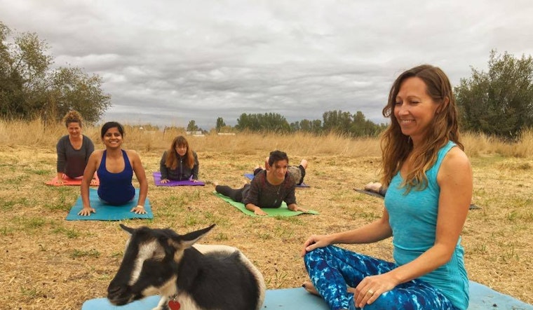 Stretch it out with goats, ropes and more: 6 yoga trends to try now