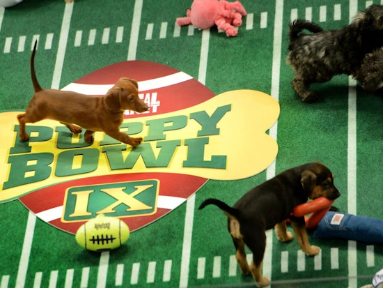 Event Spotlight: Puppy Bowl Flagged For Excessive Cuteness