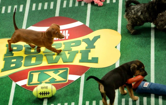 Event Spotlight: Puppy Bowl Flagged For Excessive Cuteness