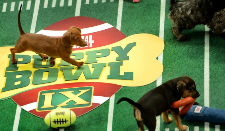 Event Spotlight: Puppy Bowl Flagged For Excessive Cuteness