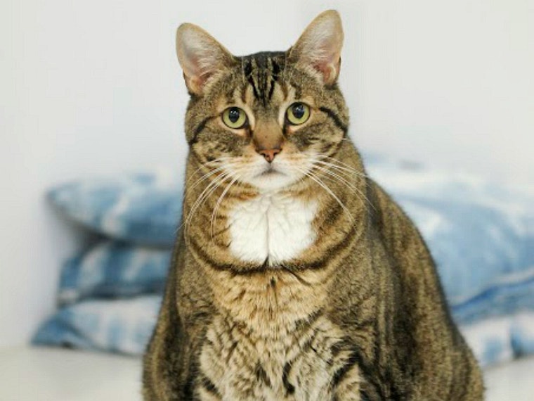 Event Spotlight: Kitten Bowl Screenings & More At Hayes Valley's KitTea