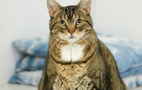 Event Spotlight: Kitten Bowl Screenings & More At Hayes Valley's KitTea