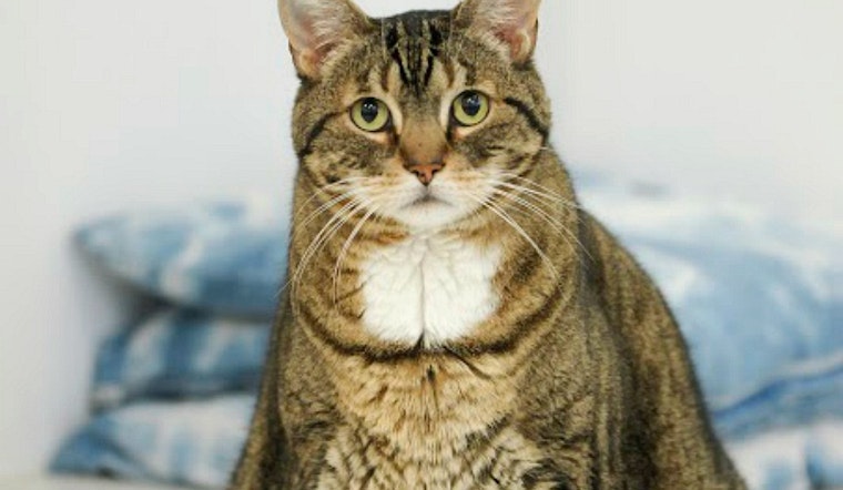 Event Spotlight: Kitten Bowl Screenings & More At Hayes Valley's KitTea