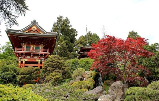 Inner Sunset Week: Academy Of Sciences Free Day, Hidden Creeks, Tea Garden And History Walks