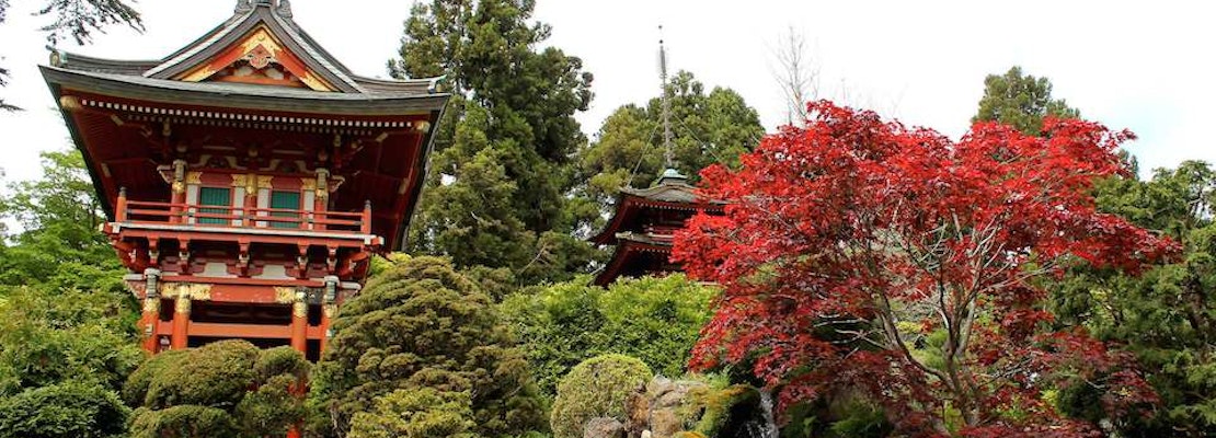 Inner Sunset Week: Academy Of Sciences Free Day, Hidden Creeks, Tea Garden And History Walks