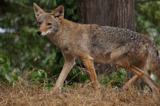 Coyotes, Skunks & Raccoons: How To Cope With Wild Neighbors