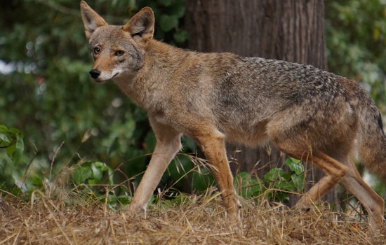 Coyotes, Skunks & Raccoons: How To Cope With Wild Neighbors