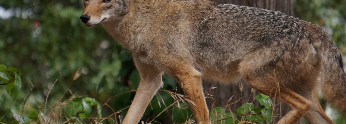 Coyotes, Skunks & Raccoons: How To Cope With Wild Neighbors