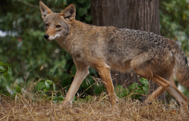 Coyotes, Skunks & Raccoons: How To Cope With Wild Neighbors