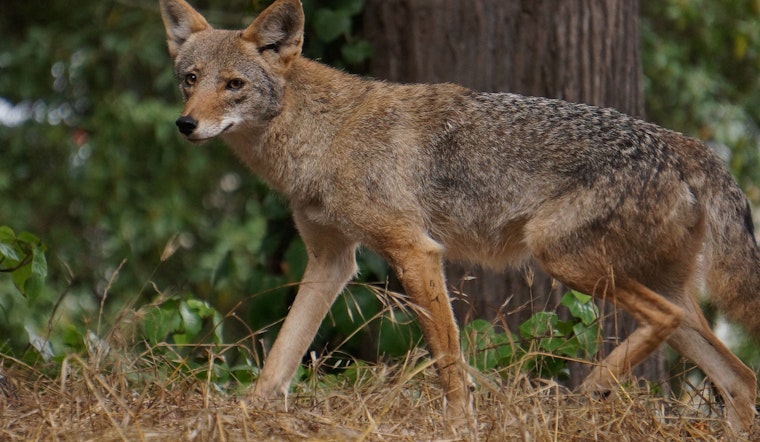 Coyotes, Skunks & Raccoons: How To Cope With Wild Neighbors