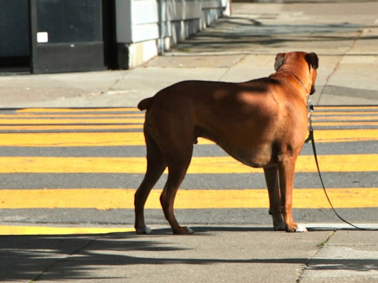 Park Station Cracking Down On Unattended Dogs?